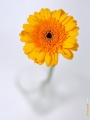 Gerbera